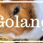 Vorteile und Nachteile von Golang: Go die Google Programmiersprache